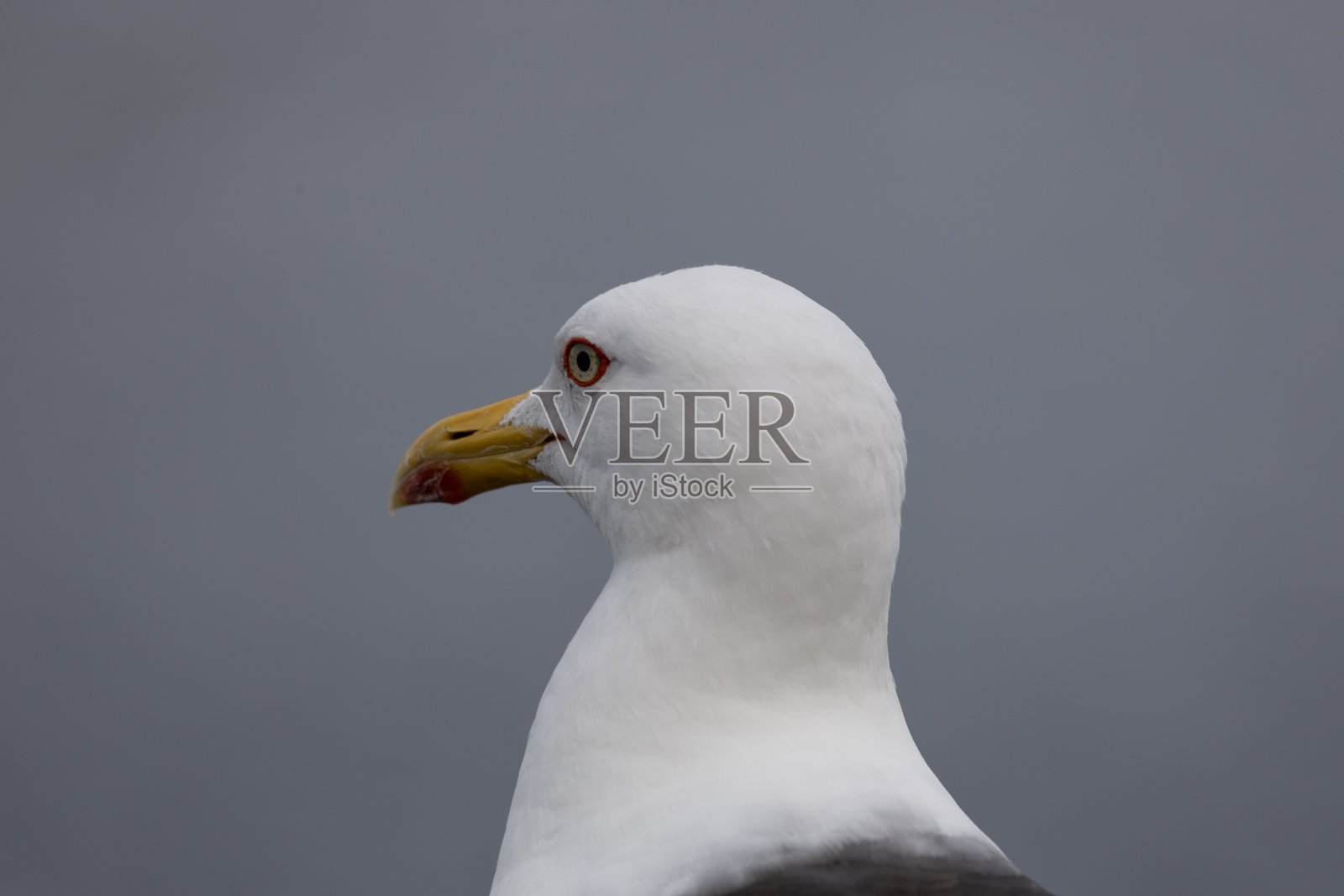 一只海鸥的特写照片摄影图片