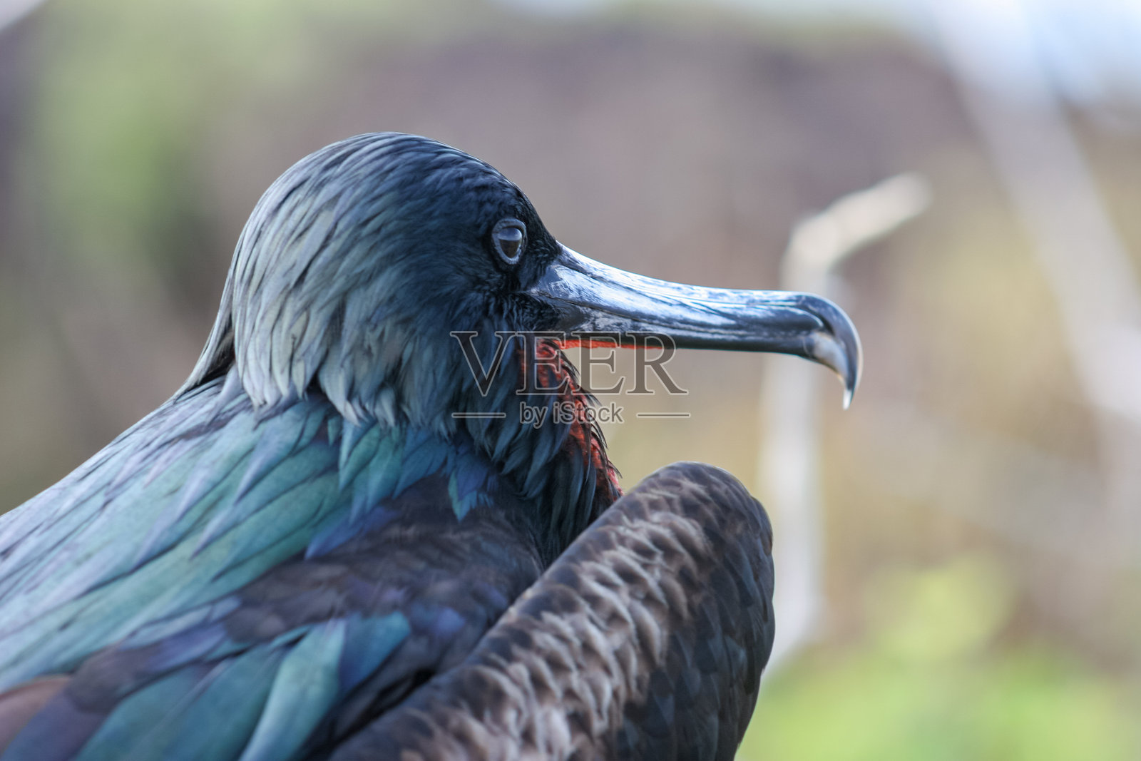 在加拉帕戈斯群岛的季节，一只雄性军舰鸟(Fregata magnificens)展示了它标志性的瘪红色喉袋照片摄影图片