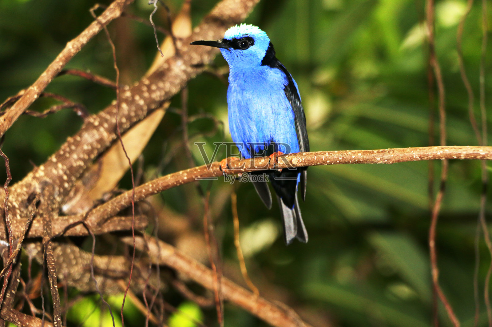 明亮的蓝鸟照片摄影图片