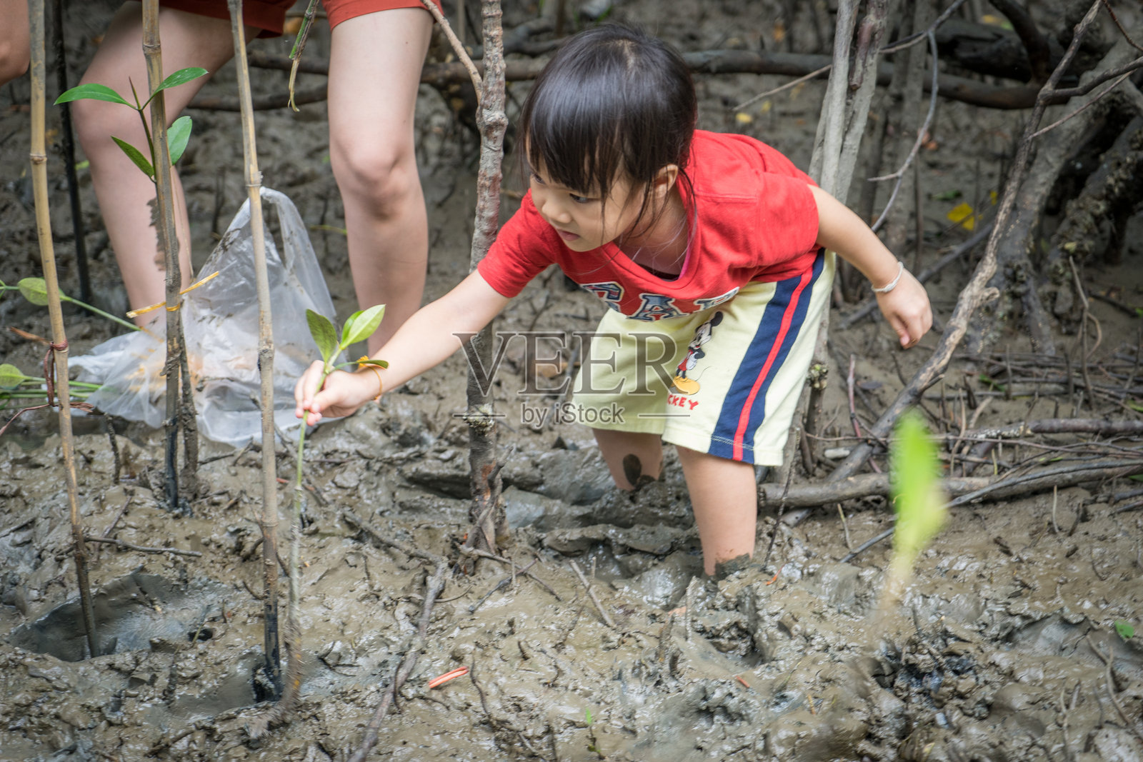 绿化红树林，保护环境照片摄影图片