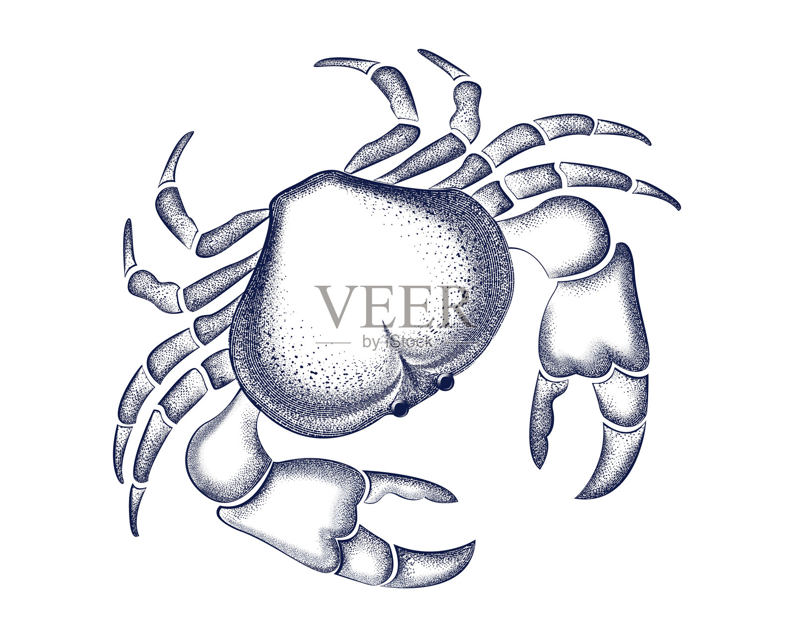雕刻蟹素描。海鲜复古刷复古印刷，海蟹画矢量素描，菜单，标志模板，墨水铅笔风格的图纸，雕刻老学校。手绘线条健康食品天然插画图片素材