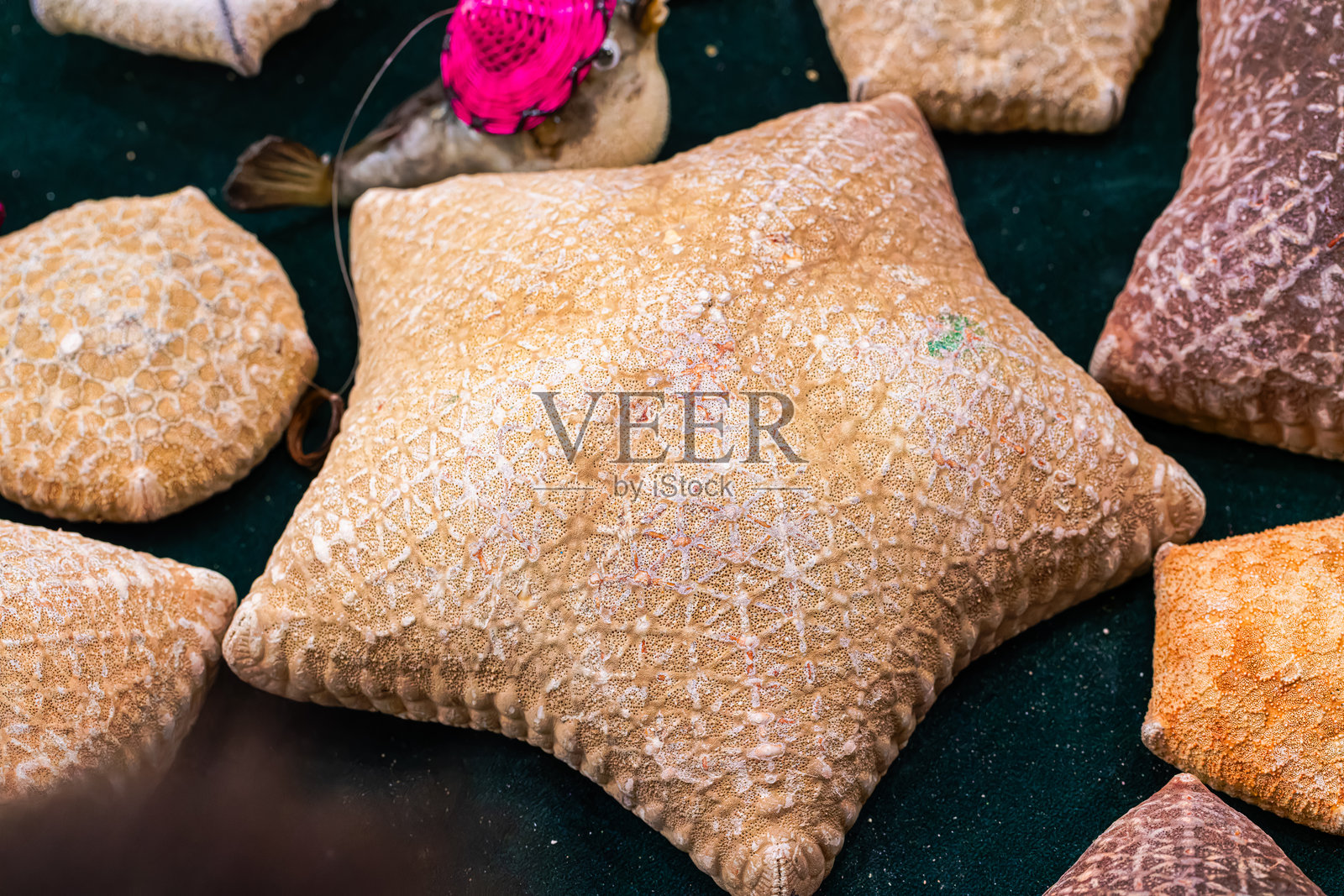 海星干照片摄影图片