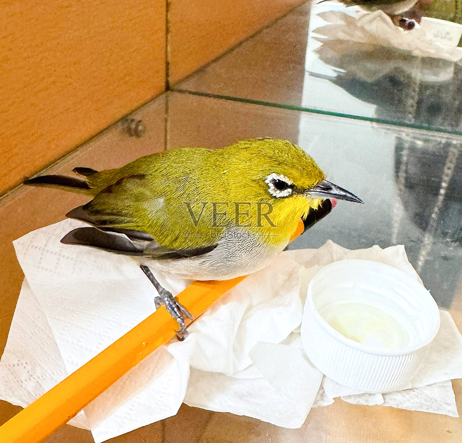 相思鸟argentauris照片摄影图片