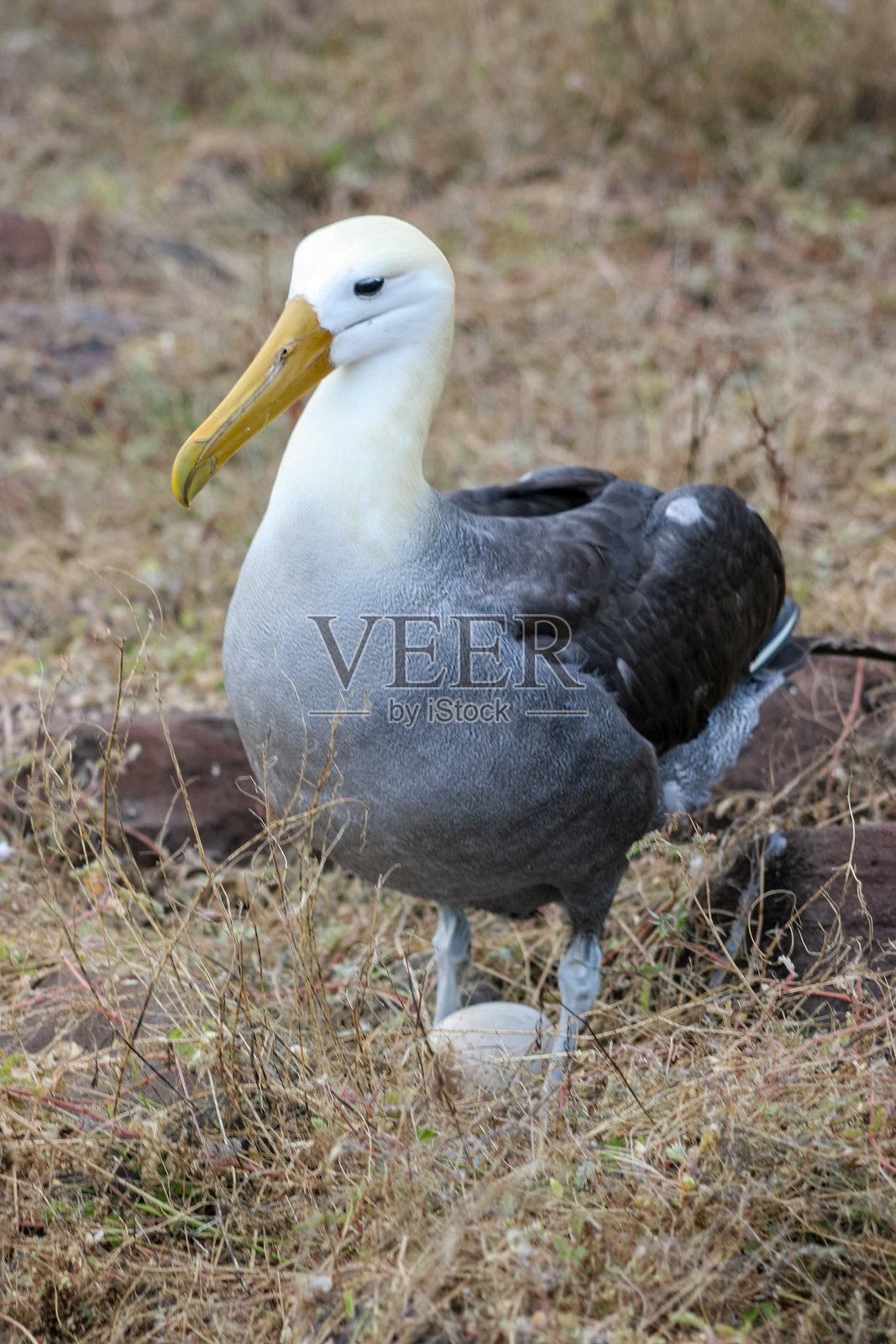 在加拉帕戈斯群岛上，一只波浪信天翁(phoebastia irorata)保护着它的蛋，它的头是白色的，身体是灰色的照片摄影图片