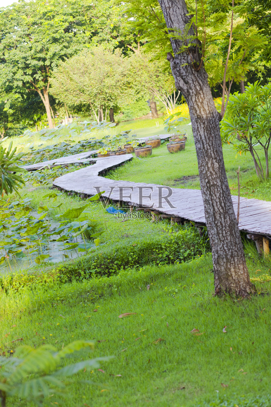 Wachirabenchathat公园蜿蜒的木制小径照片摄影图片