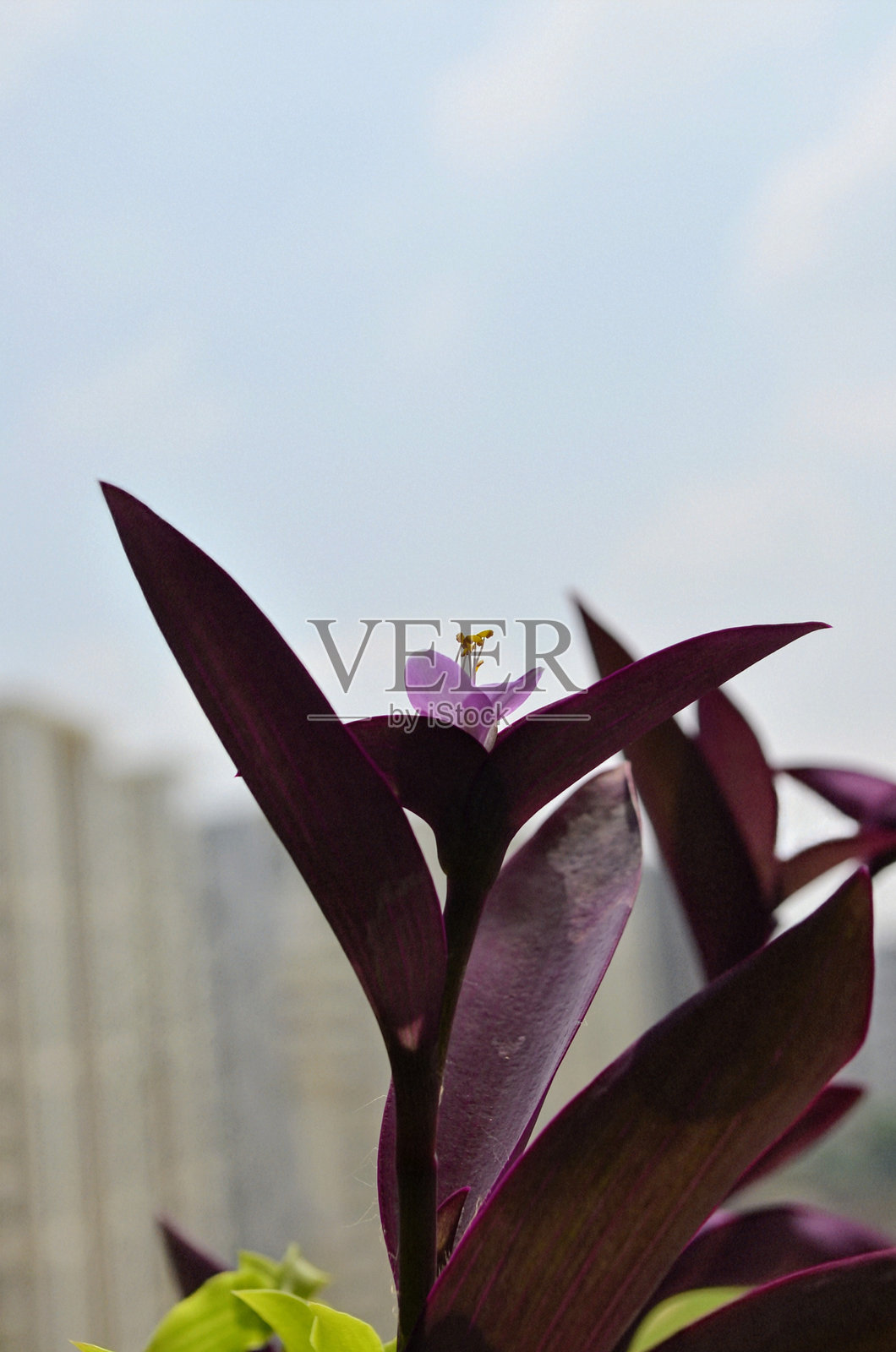 苍白草是一种蜘蛛草。常见的名字，紫分泌物，紫心和女王。它是一种多年生的常绿植物。三瓣花。室内观赏植物照片摄影图片