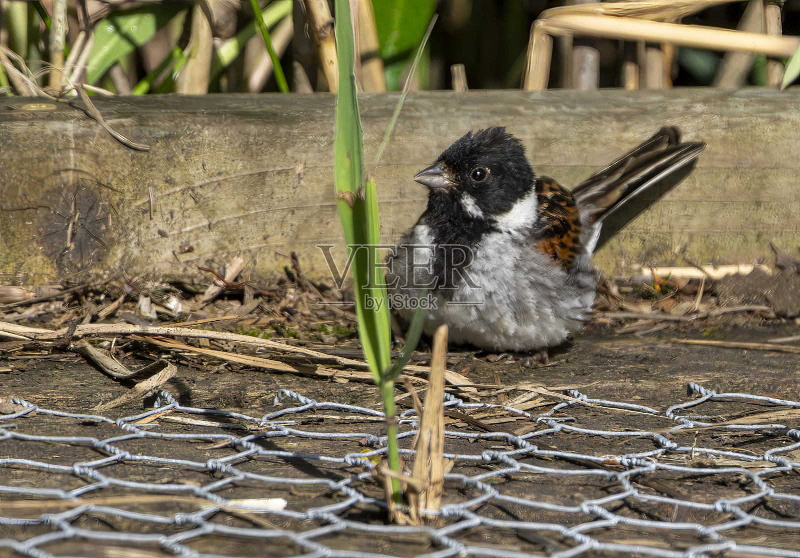 雄性芦苇在自然保护区的走道上打猎，晒日光浴。照片摄影图片