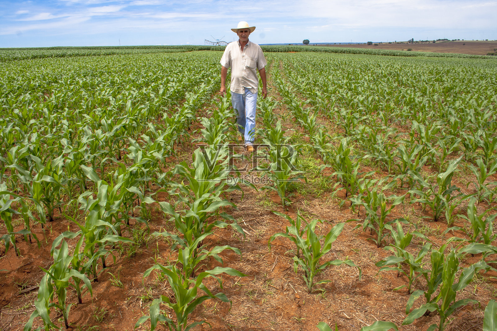 玉米地里的农民照片摄影图片