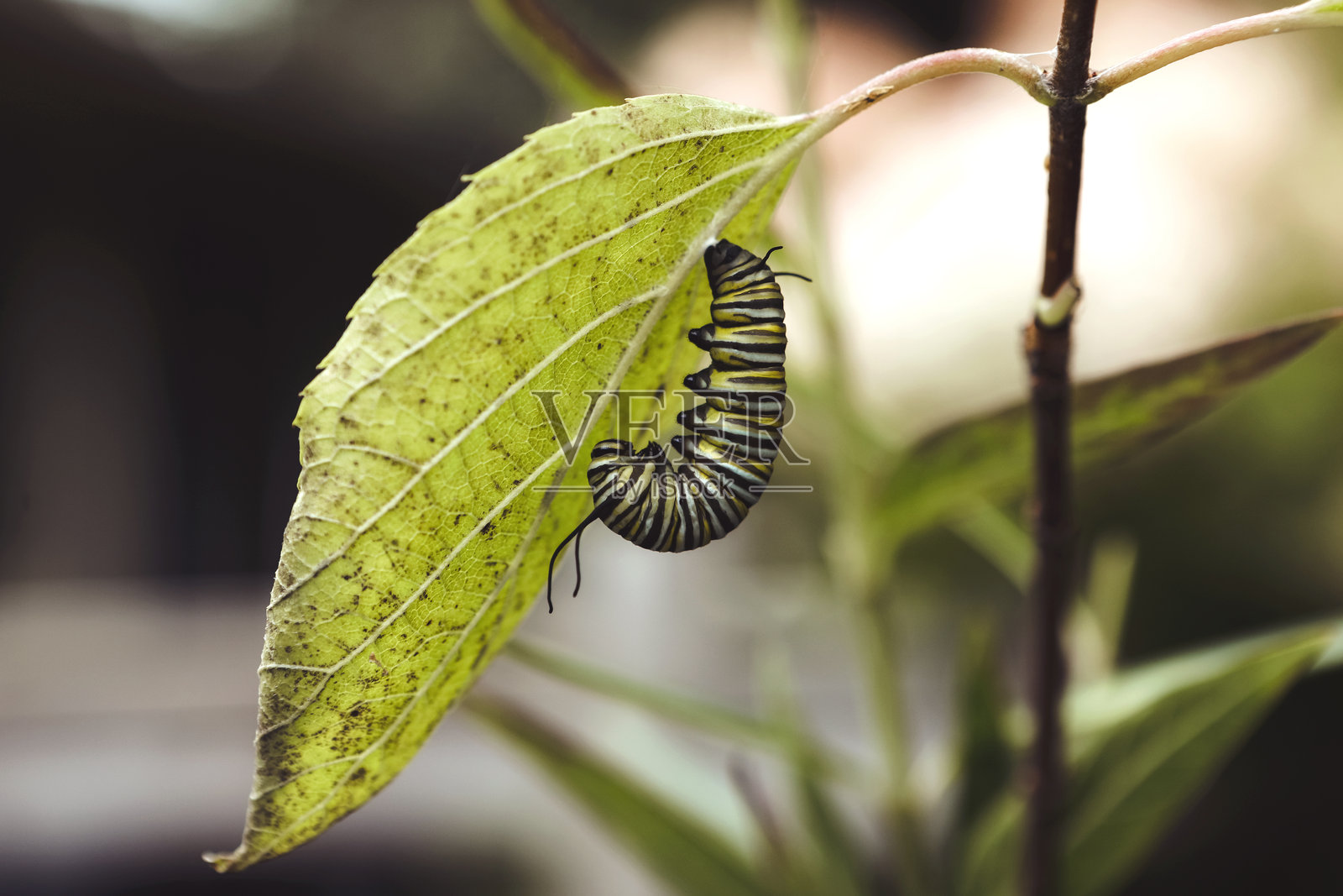 帝王蝶毛虫准备变成蛹照片摄影图片