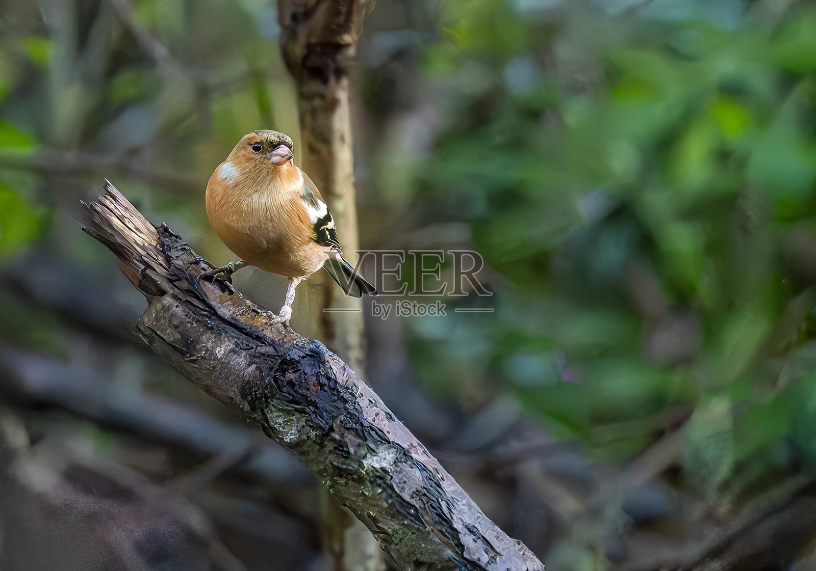苍头燕雀照片摄影图片