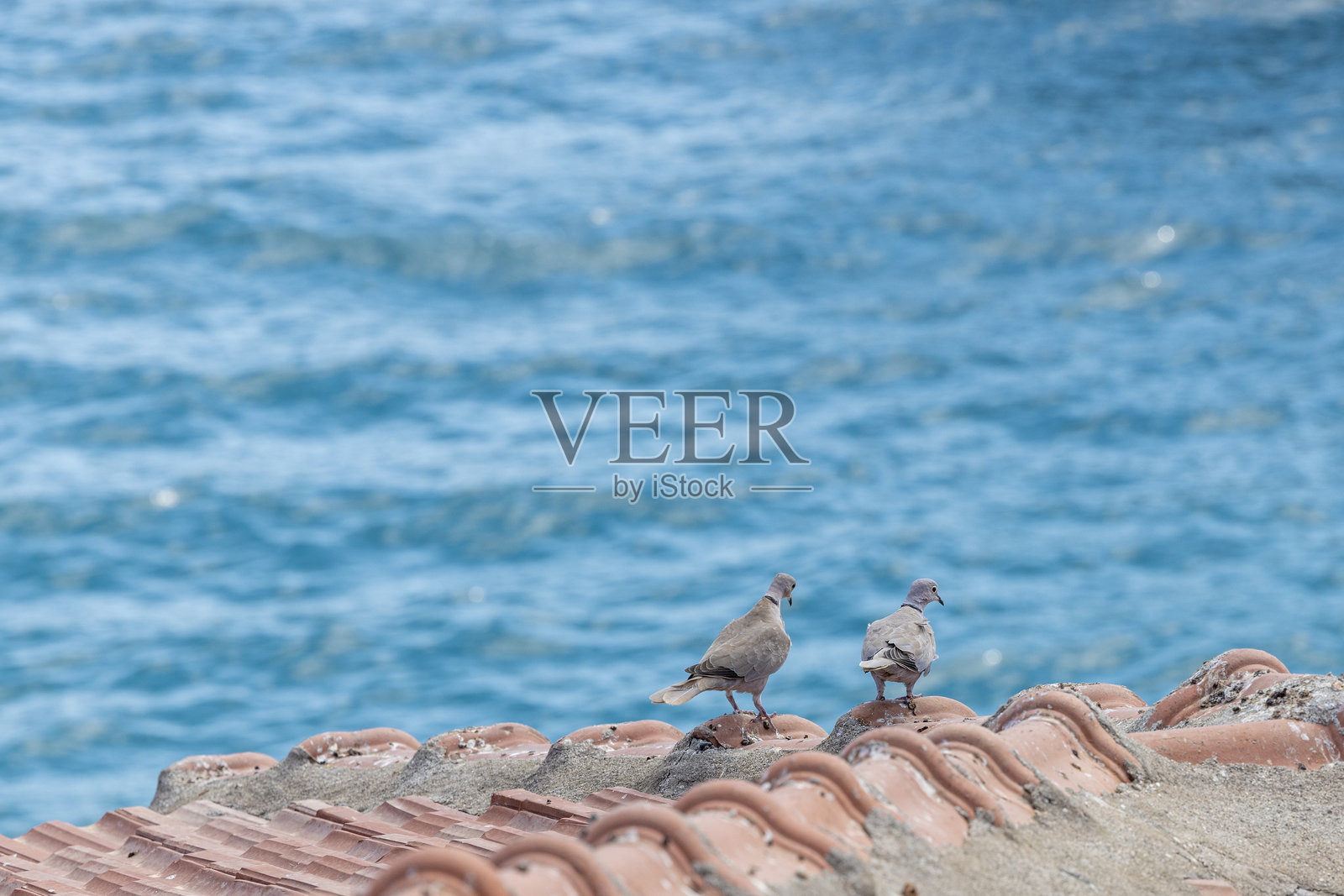 屋顶上的鸽子照片摄影图片