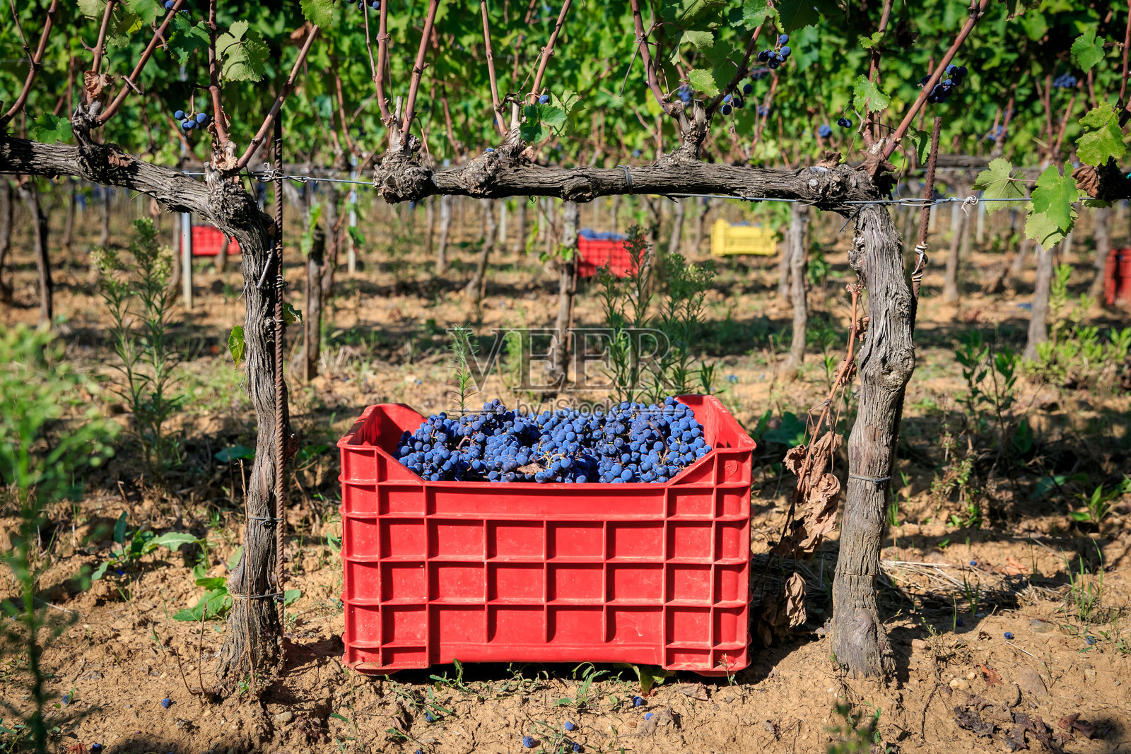 收获后的一束葡萄照片摄影图片