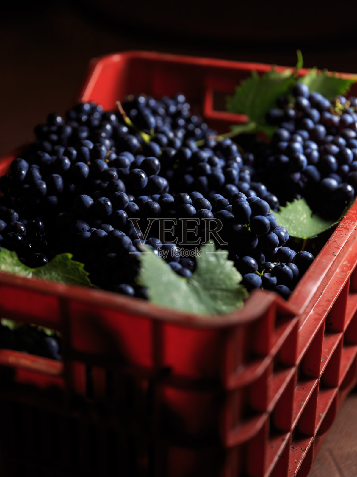 收获后的一束葡萄照片摄影图片