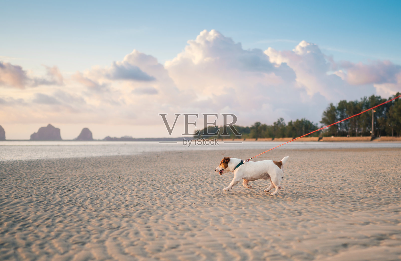 杰克罗素猎犬在大海中玩耍，在泰国南部Pakmeng海滩的海岸线上玩耍照片摄影图片