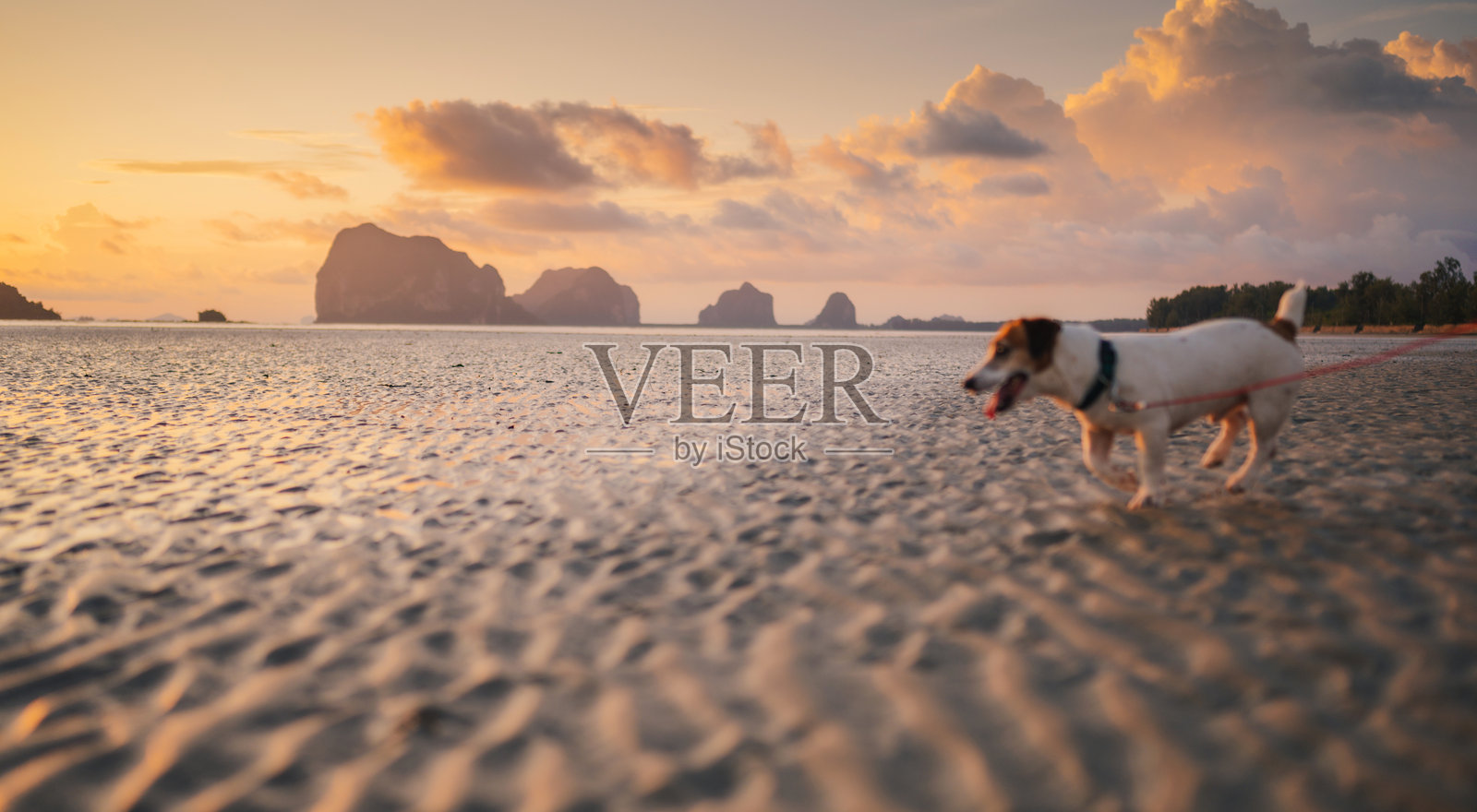 杰克罗素梗狗宠物旅行，公路旅行，和狗和他们的主人之间的纽带。照片摄影图片