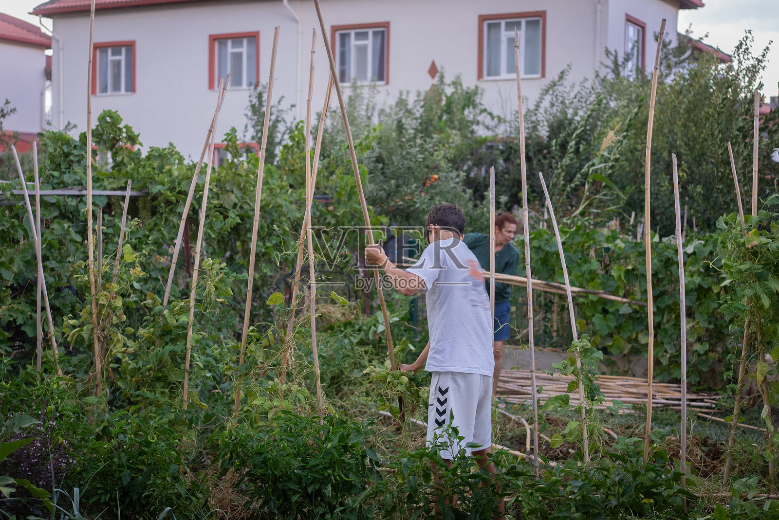 母子俩在后院收获秋天新鲜的四季豆。照片摄影图片