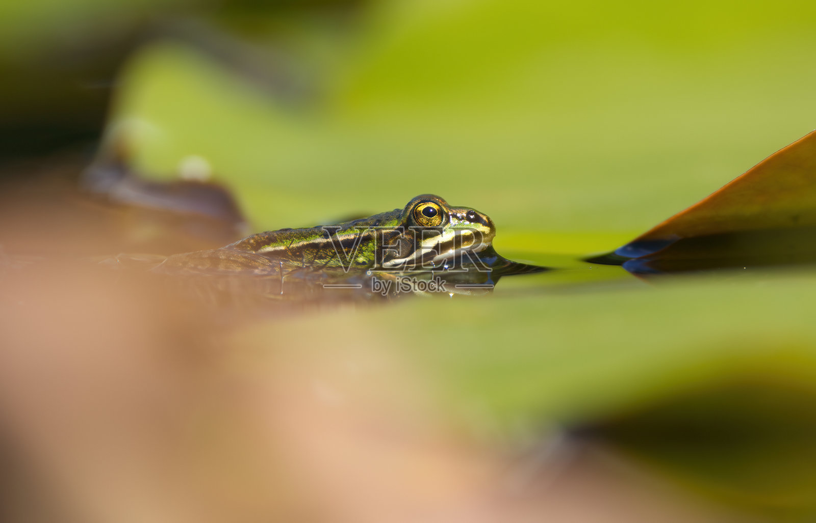 叶子上的青蛙，睡莲叶子间的青蛙，池塘里的绿青蛙，水蛙特写照片摄影图片