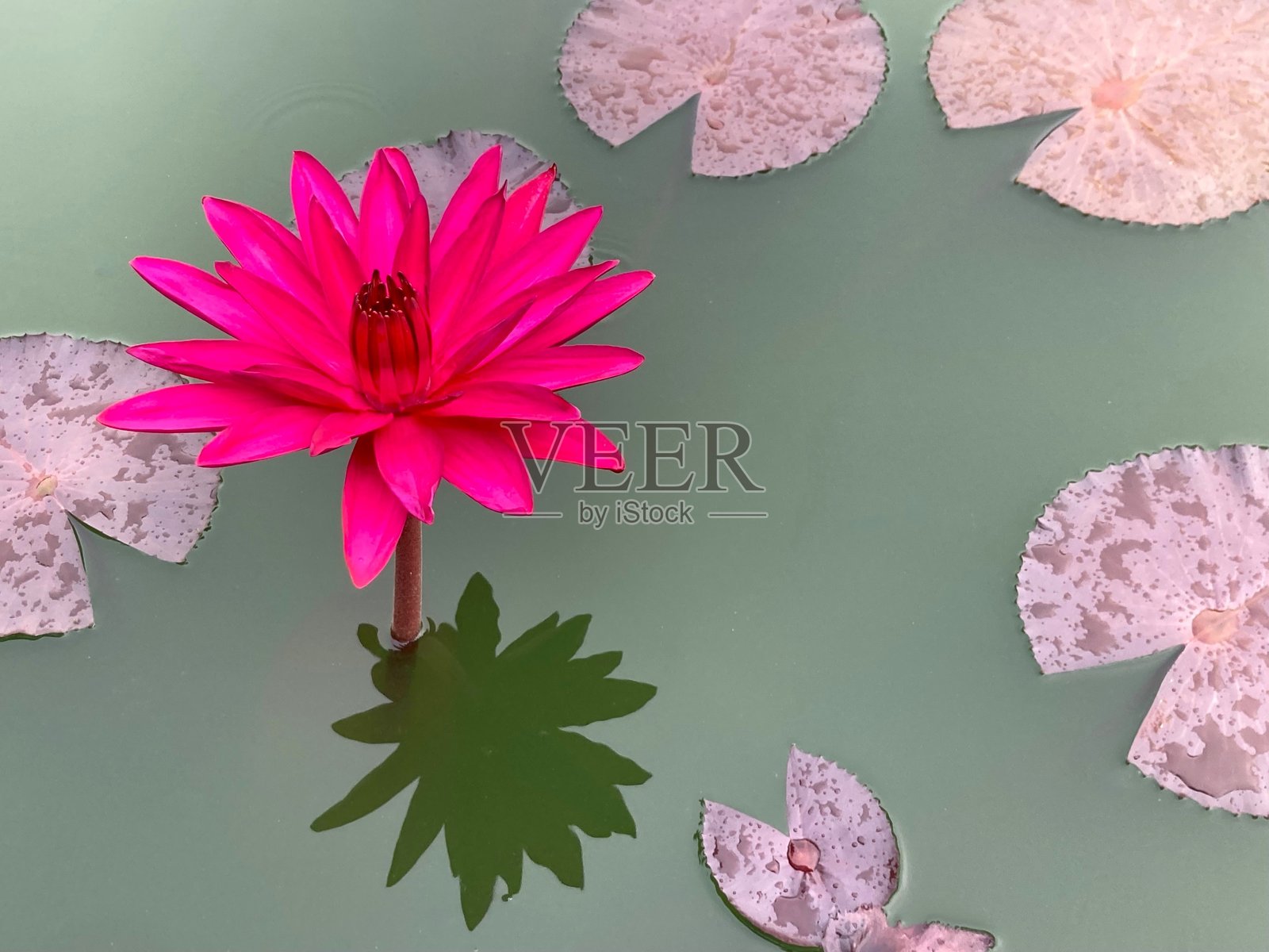 池塘里粉红色的莲花照片摄影图片