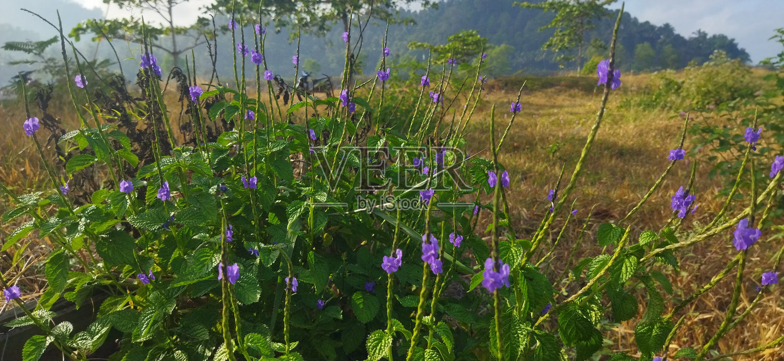 牙买加葡萄树或胡桃花为药用草药照片摄影图片
