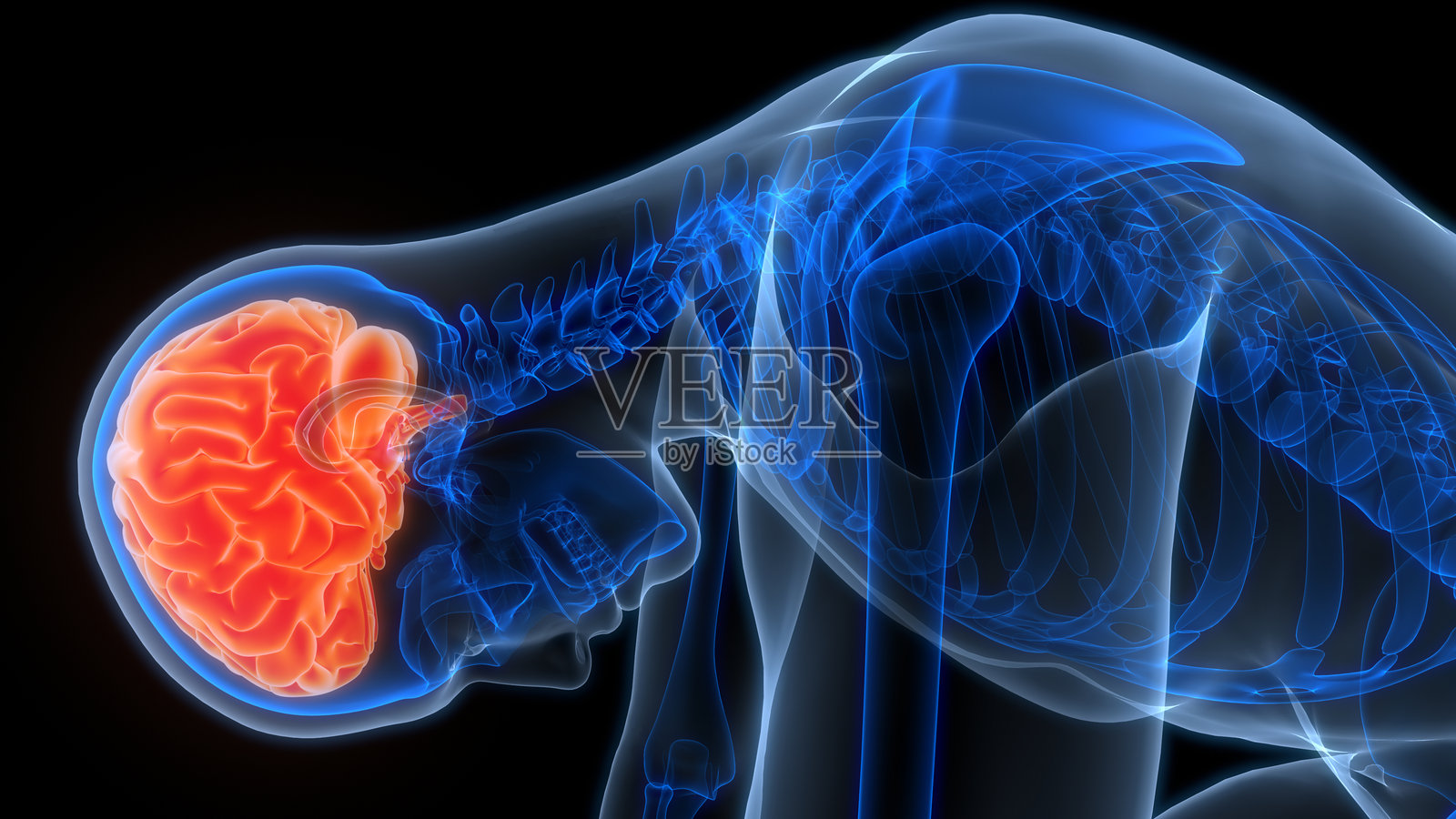 人类神经系统中枢器官脑解剖学照片摄影图片