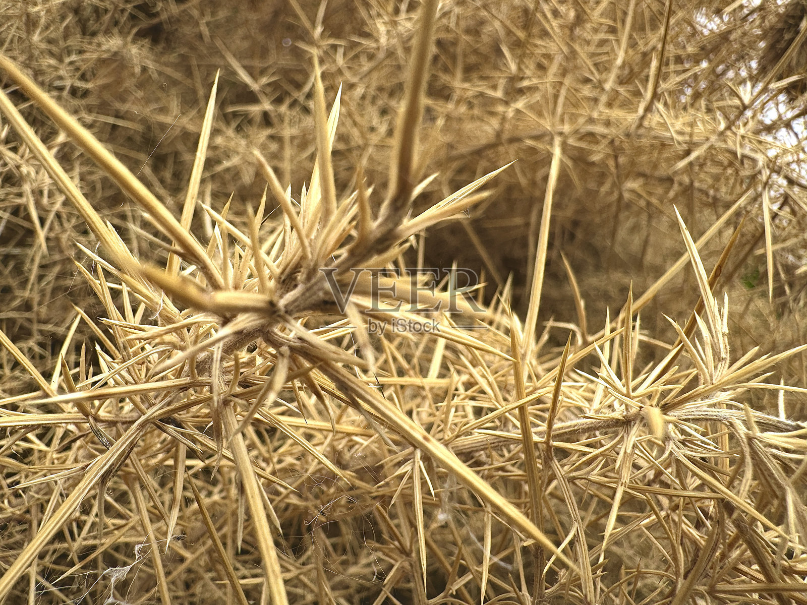 干枯的多刺金雀花植物特写，有尖锐的针叶照片摄影图片