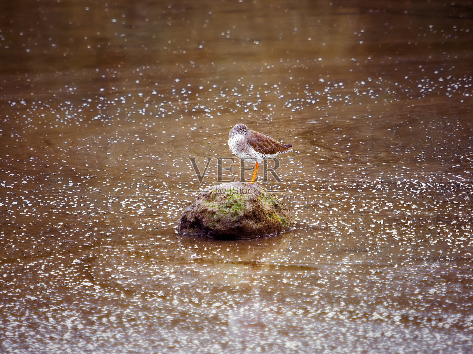 一只灰色和白色的鸟，橙色的腿栖息在水中央的一块岩石上。水面的特点是有许多闪闪发光的反射。照片摄影图片