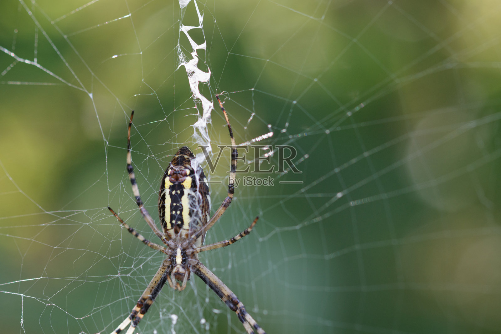 大型黄黑相间的圆编织蜘蛛，栖息在背景模糊的网上照片摄影图片