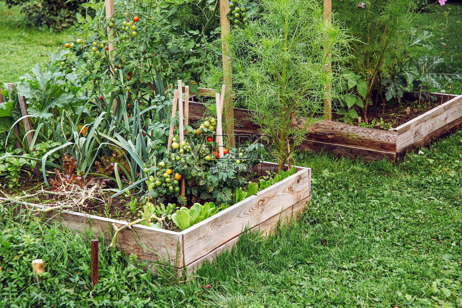 手工制作的天然未经加工的木板，在家庭花园中提高花园床。夏季户外种植的各种有机蔬菜。照片摄影图片