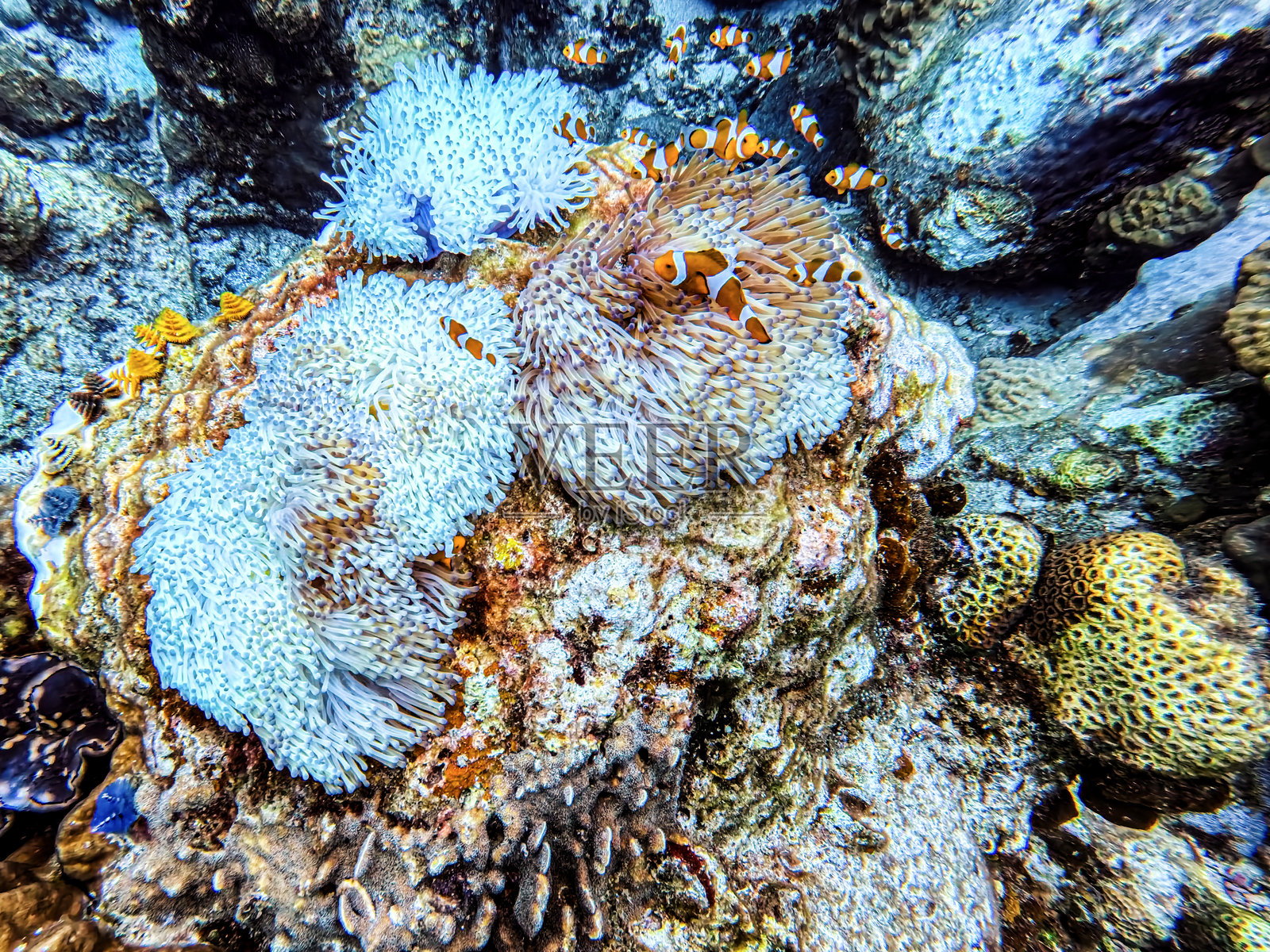 小丑鱼在海葵的壳上。海葵鱼夫妇在水下游泳照片摄影图片