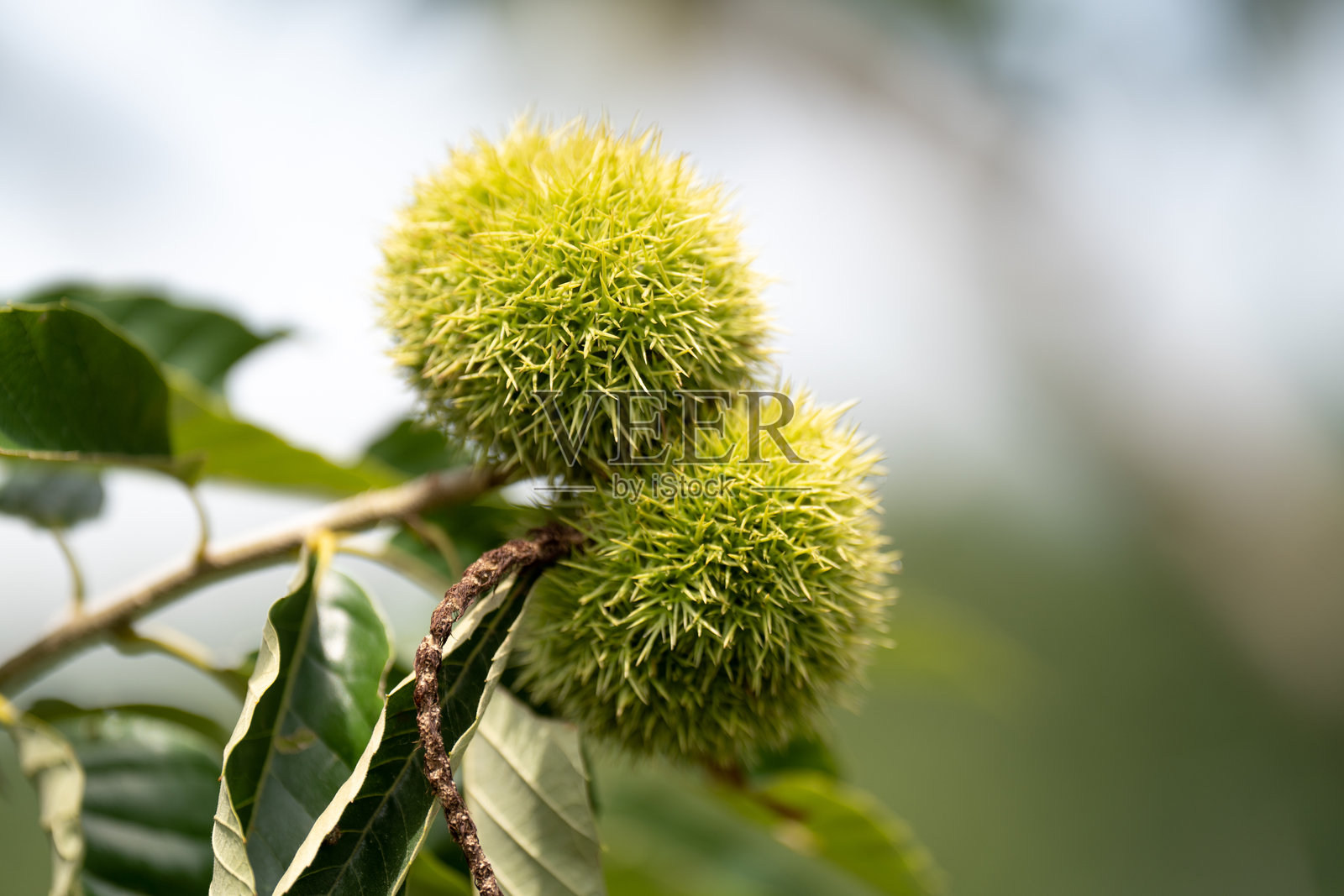 板栗照片摄影图片
