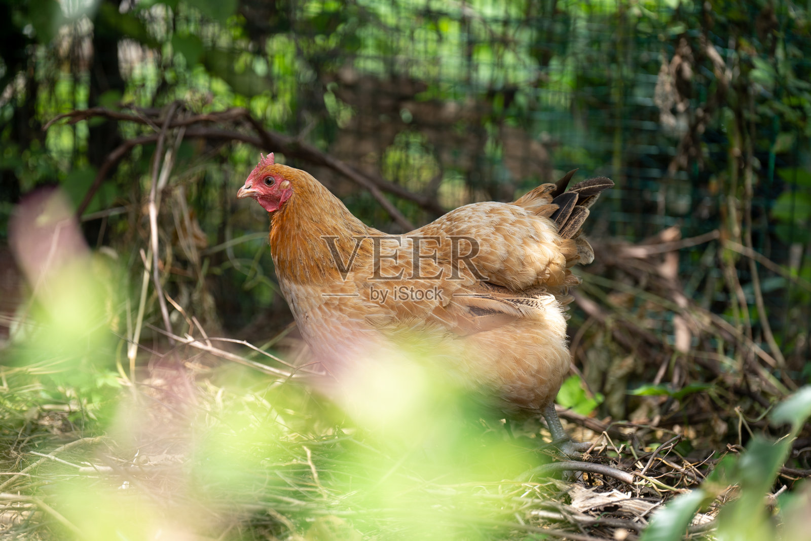户外老母鸡照片摄影图片