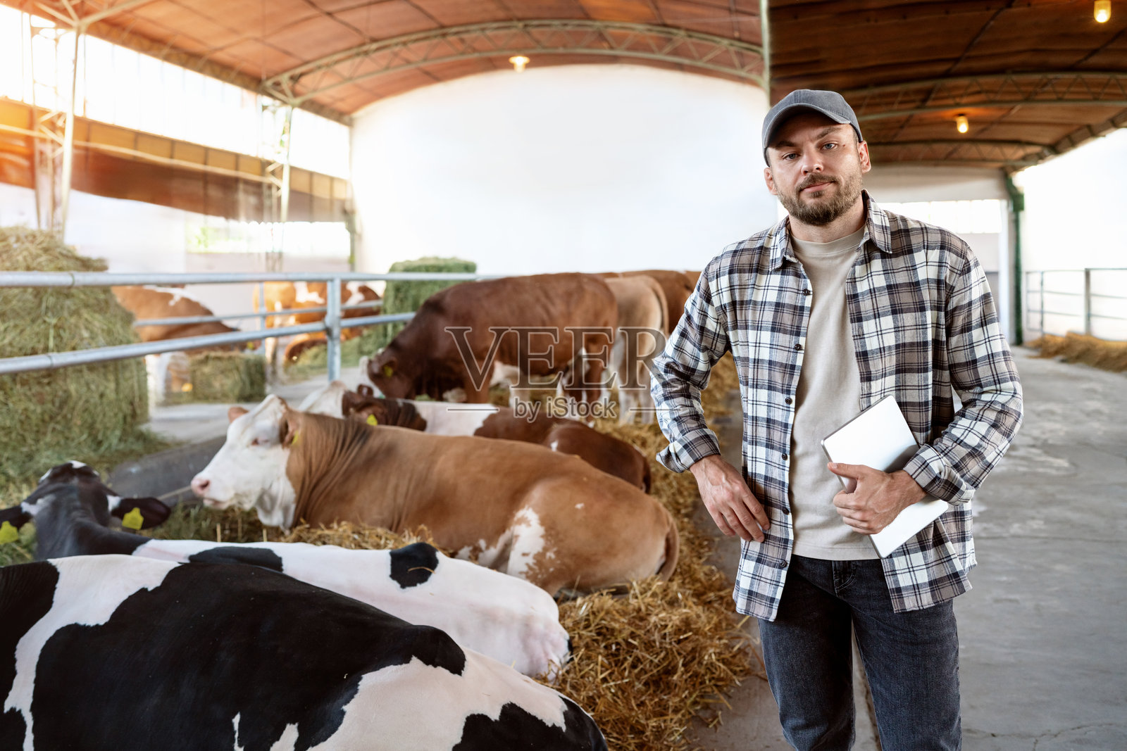男性牲畜检查员用数字平板电脑在农场检查奶牛的肖像。照片摄影图片