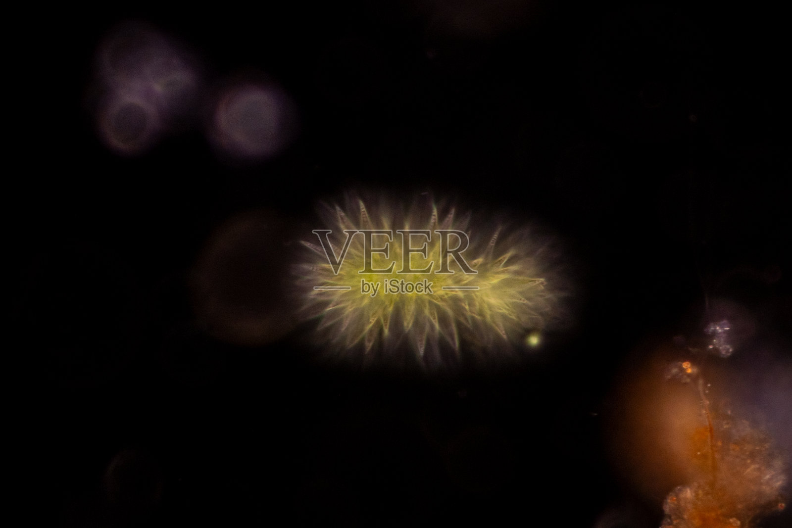 教育用显微镜下原生动物、藻类和细菌的研究。照片摄影图片