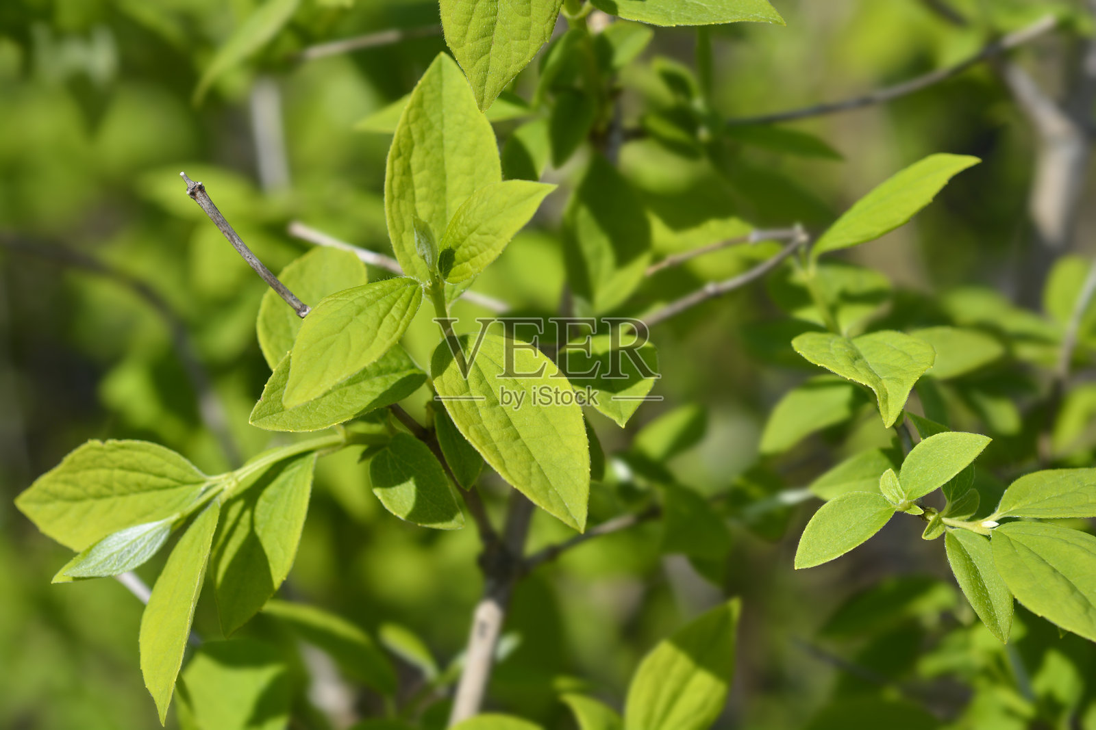 甜橙照片摄影图片