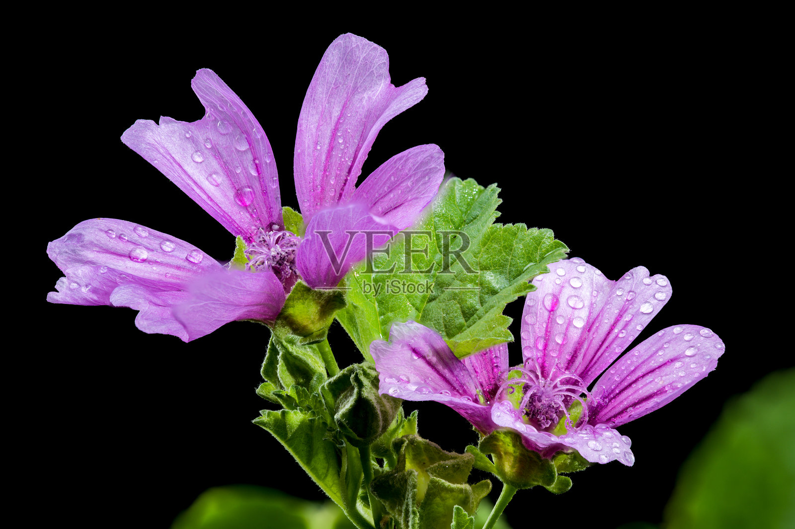 黑色背景上盛开的粉红色malva sylvestris照片摄影图片