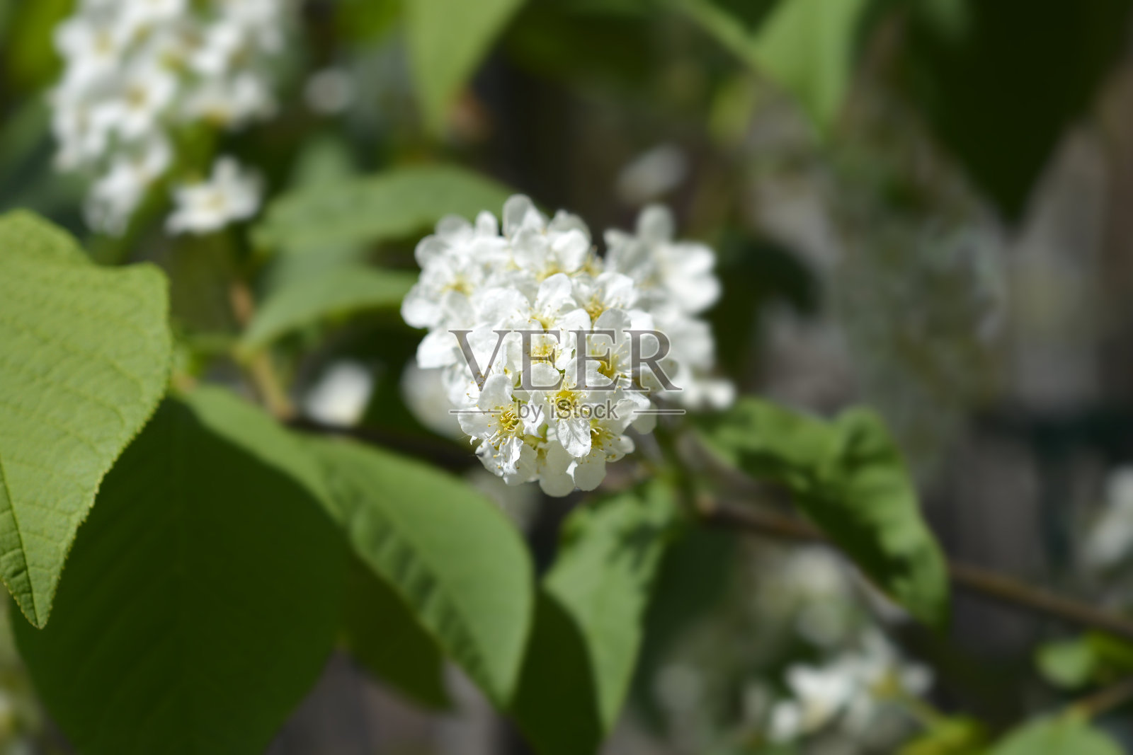 鸟樱桃照片摄影图片