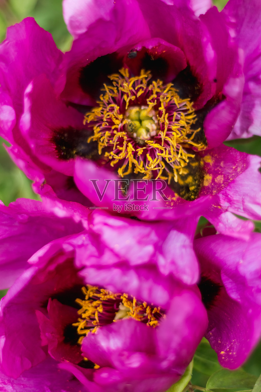 牡丹照片摄影图片