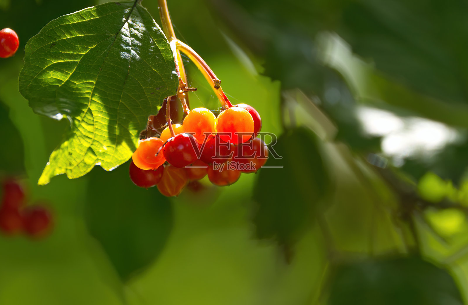灌木上的红色浆果，鲜红的浆果，被太阳照亮的浆果，灌木上的阳光照片摄影图片