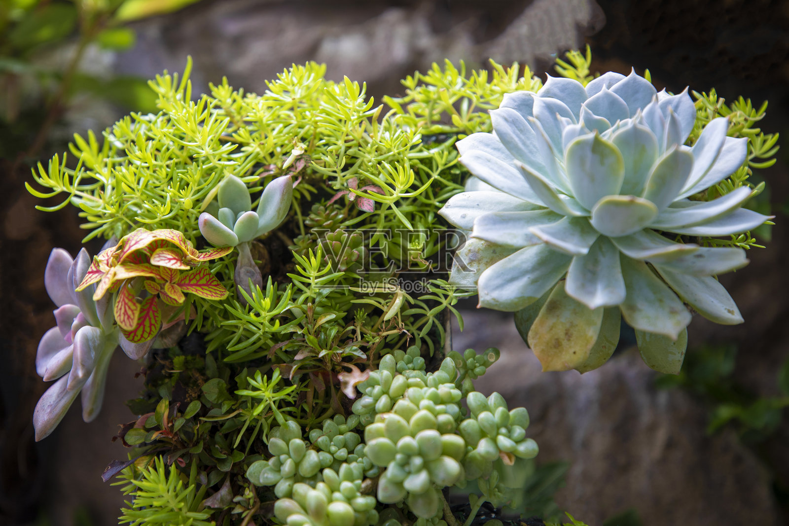 肉质植物照片摄影图片
