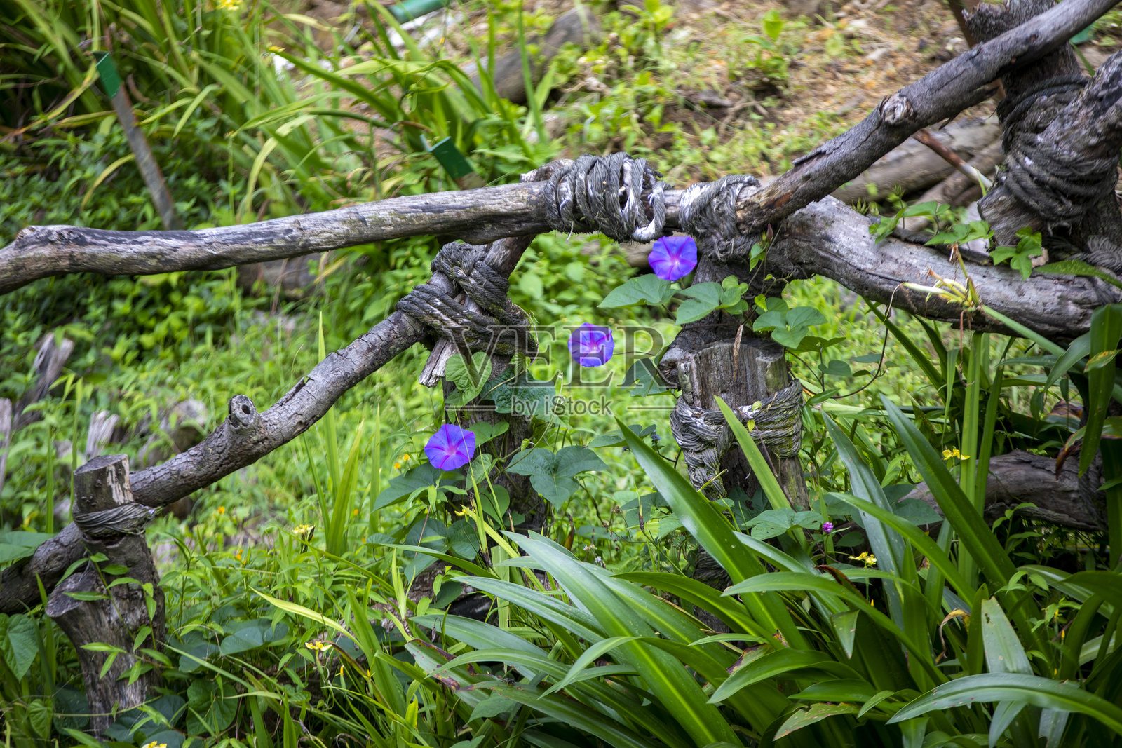 植物照片摄影图片