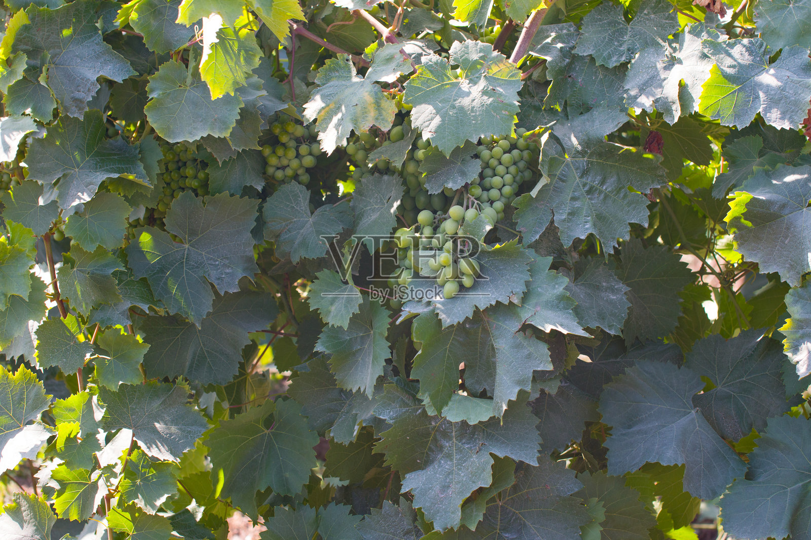 长着绿葡萄的藤。树枝上的一串葡萄照片摄影图片
