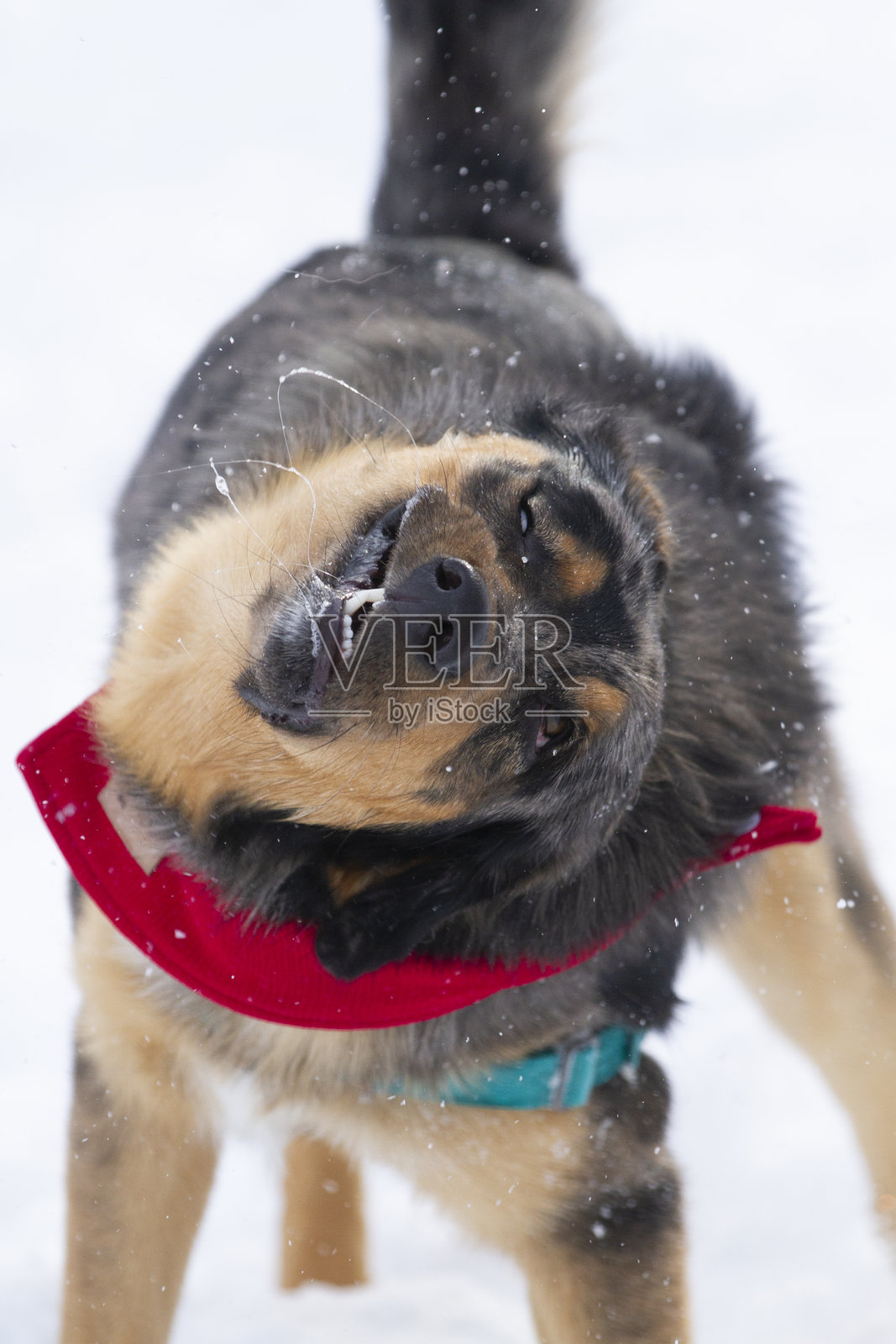 一只年轻的德国牧羊犬抖掉冬雪的照片。照片摄影图片