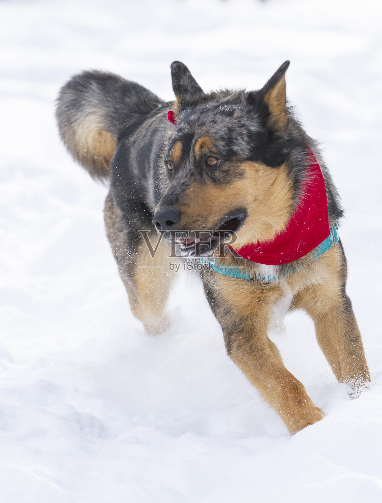 图为一只戴着红色大手帕的年轻德国牧羊犬在松软的雪地里奔跑。照片摄影图片