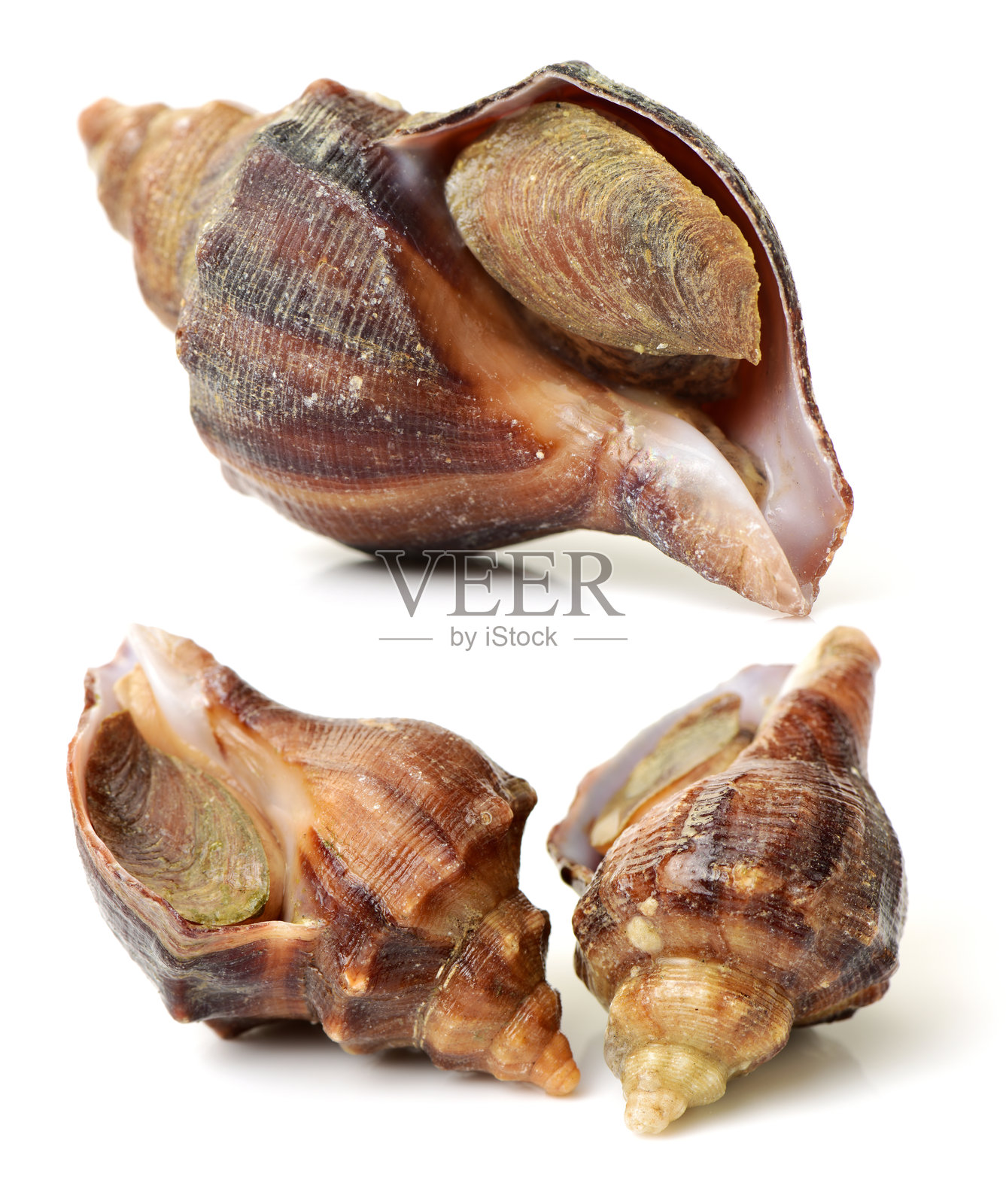 活海螺照片摄影图片