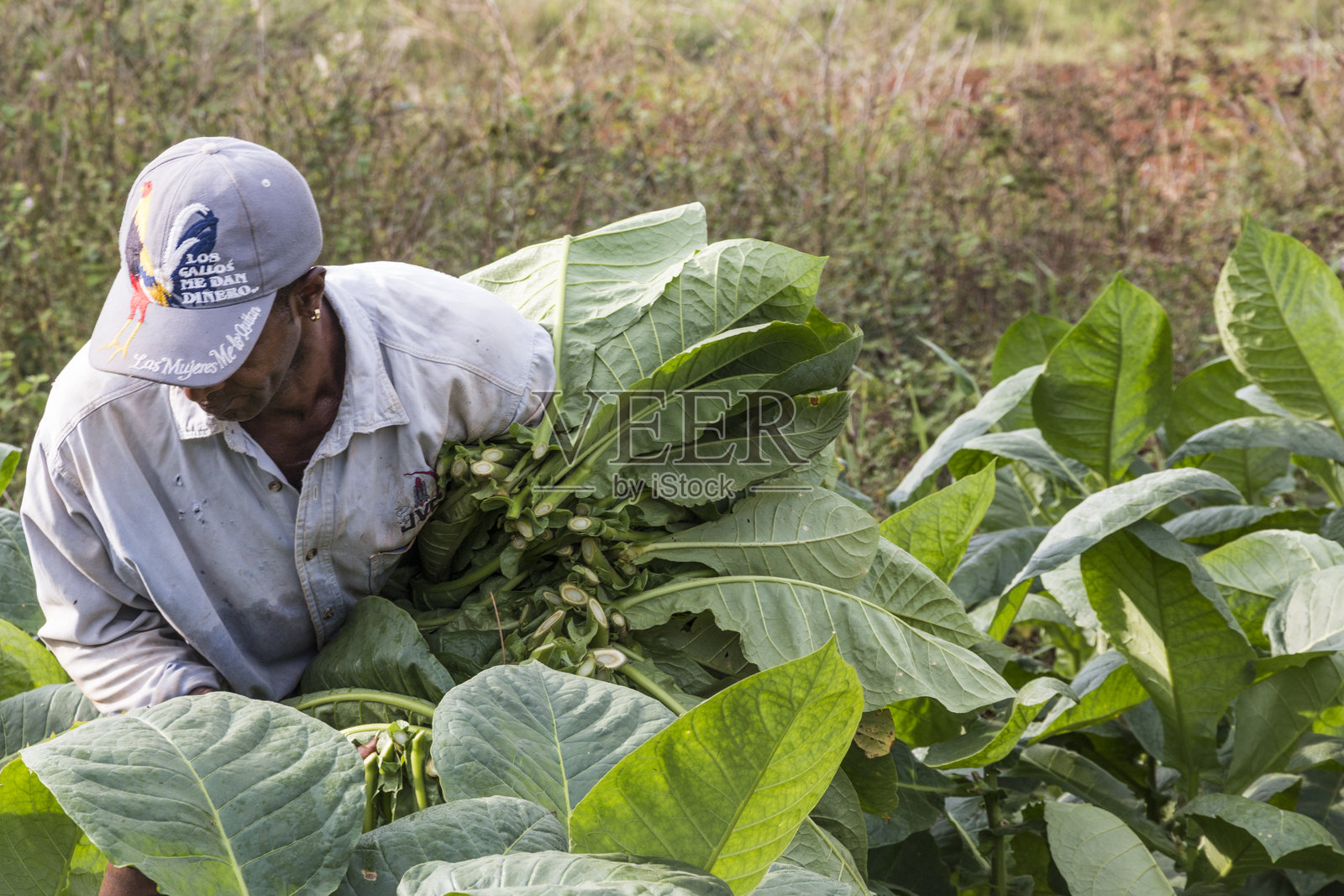 古巴，维纳莱斯谷。烟草农场，雪茄生产。采收烟叶。2016-04-08照片摄影图片