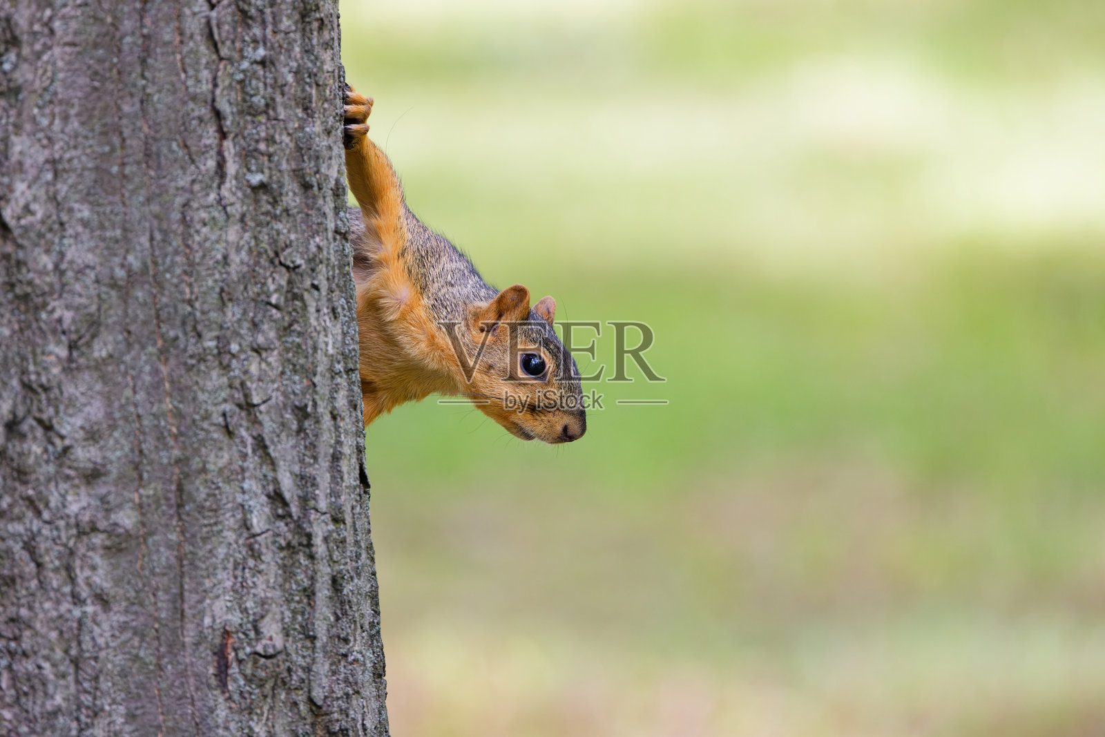 狐松鼠(Sciurus niger)照片摄影图片