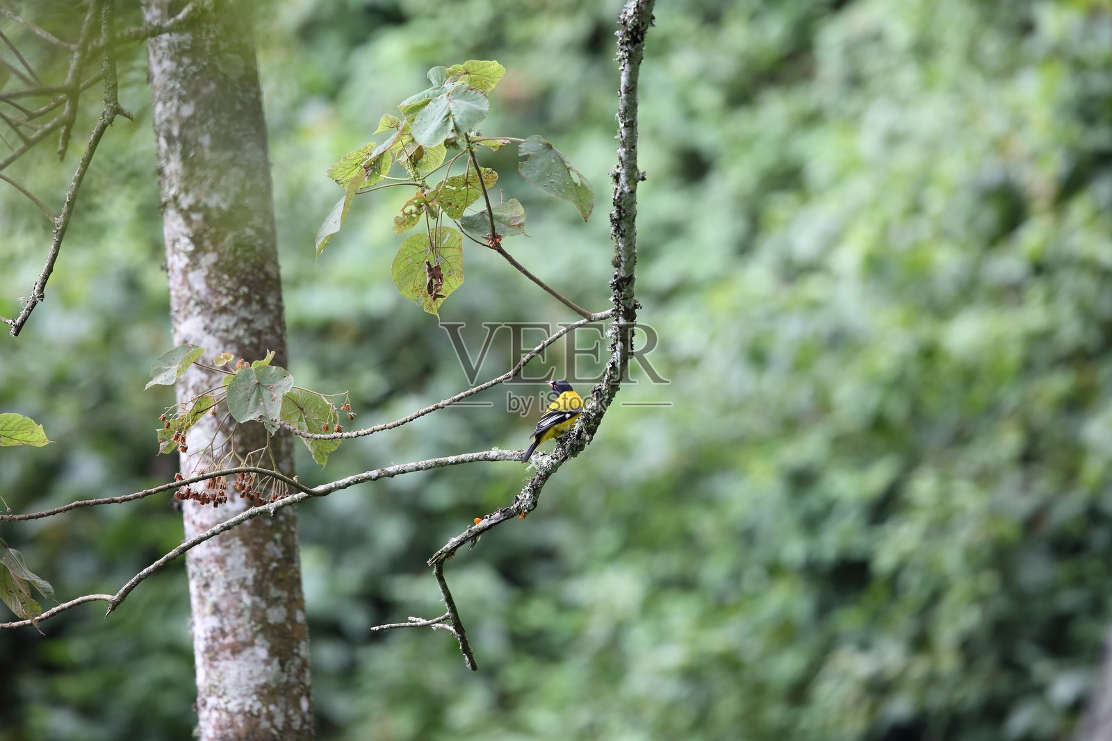 卢旺达的非洲黑头莺(学名:Oriolus larvatus rolleti照片摄影图片