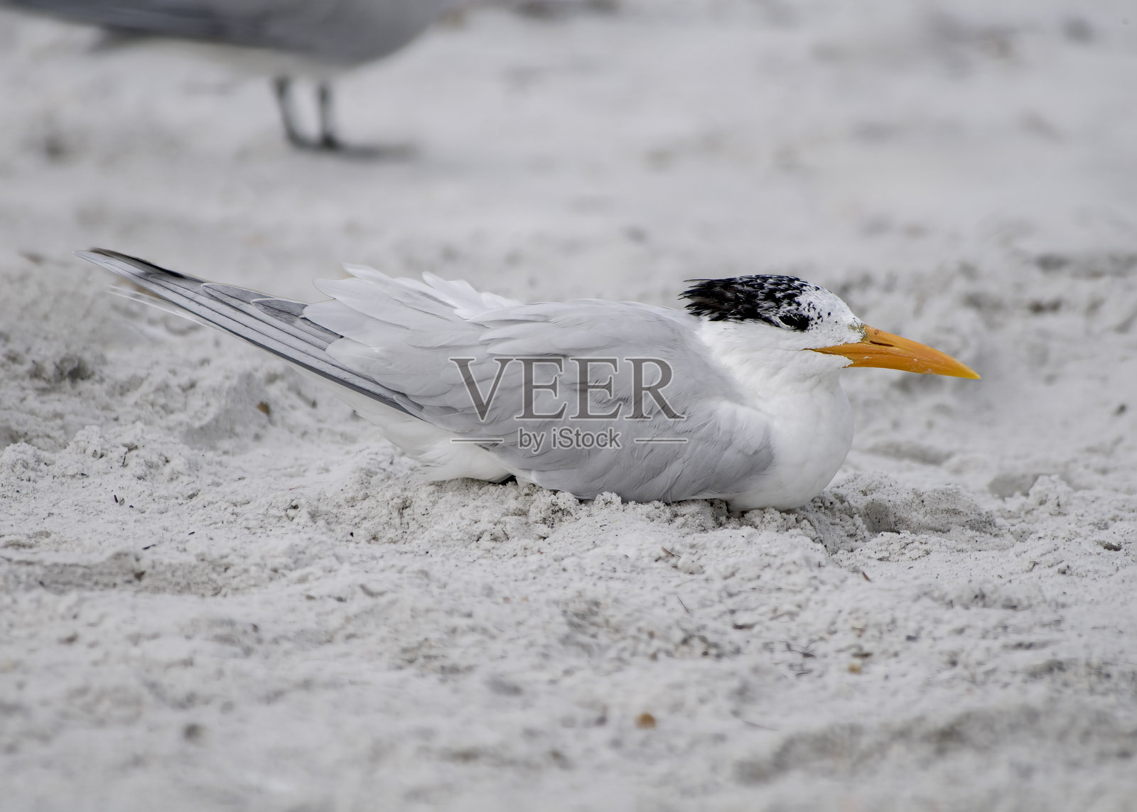 一只成年皇家燕鸥，Sterna maxima，在海边的沙滩上休息。全身轮廓。侧视图。照片摄影图片