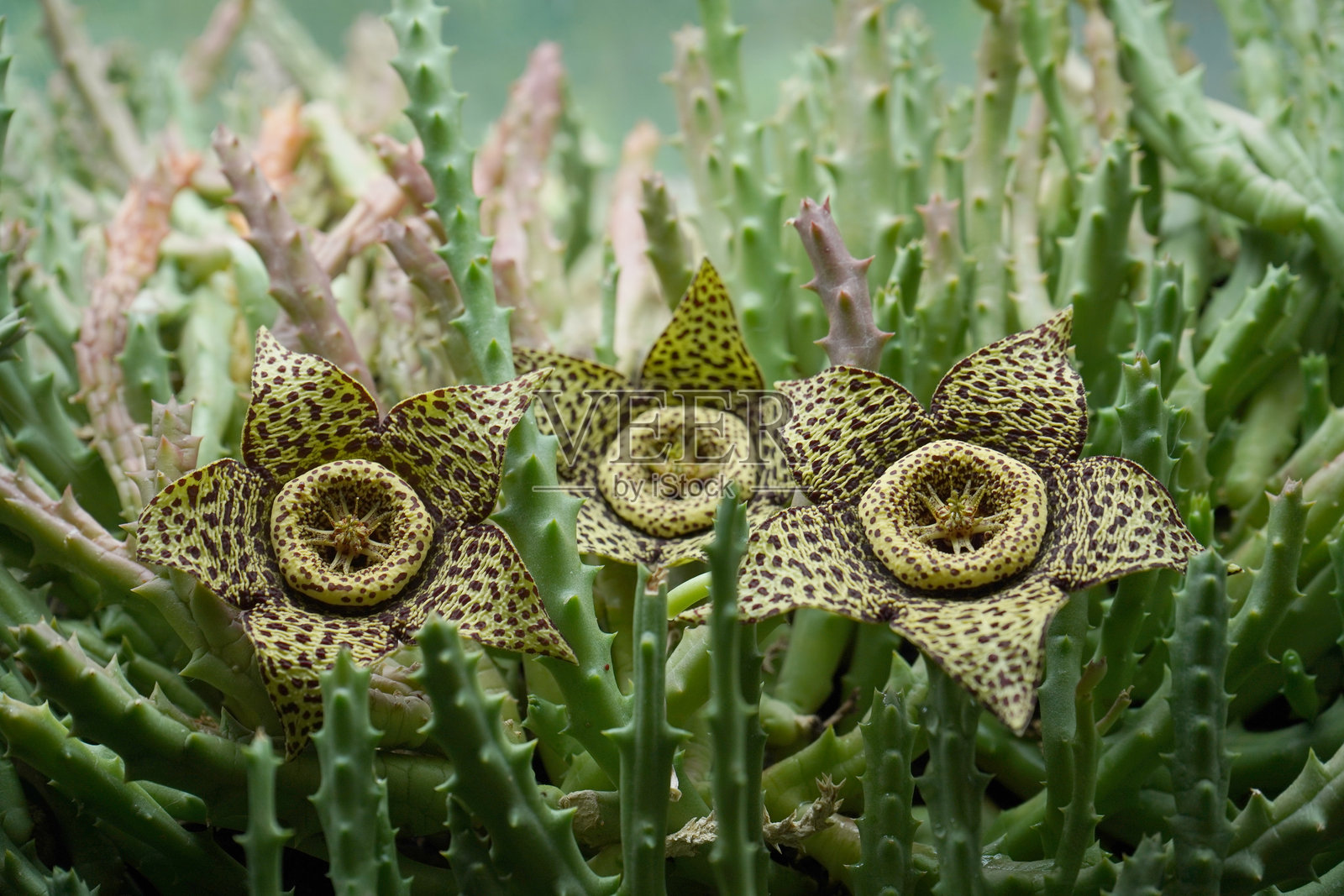 外来花，室内植物。照片摄影图片