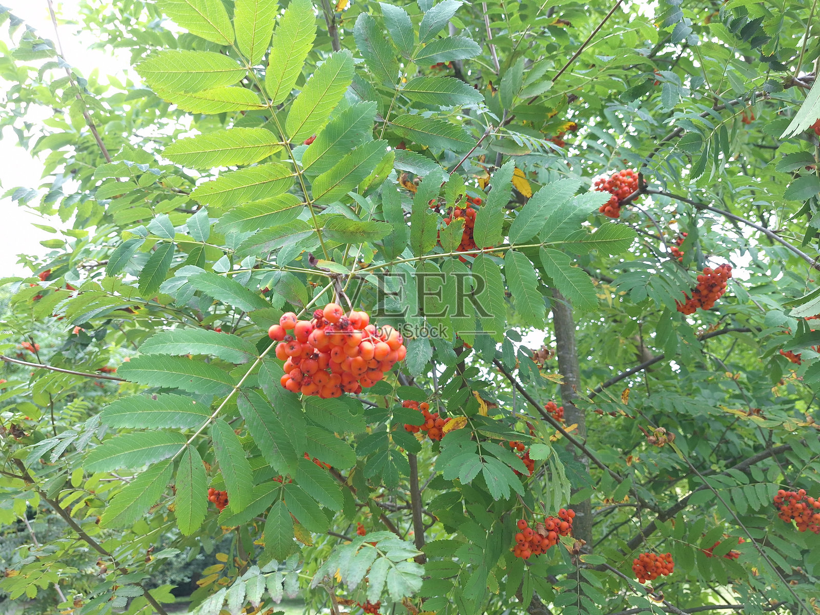 初夏晴朗的天空下，鲜红的浆果簇拥在绿色的树枝上照片摄影图片